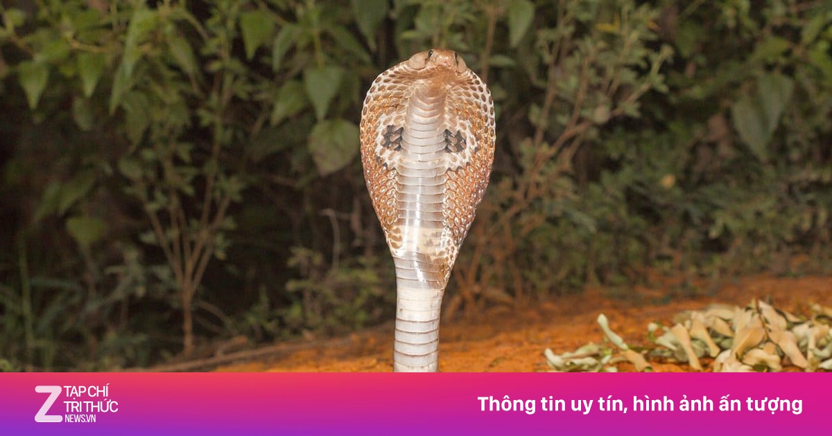 Rắn cực độc cắn khiến bé gái liệt toàn thân, ngừng hô hấp 3 ngày