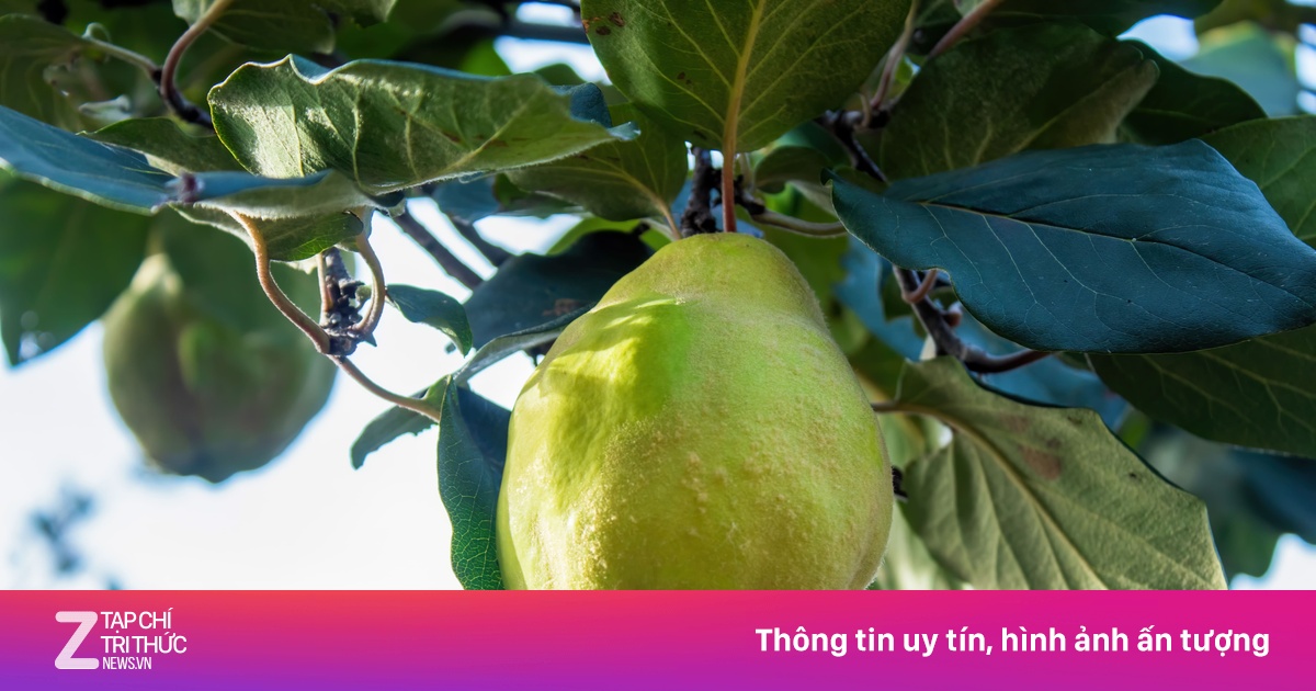 Trái cây giàu vitamin C số một
