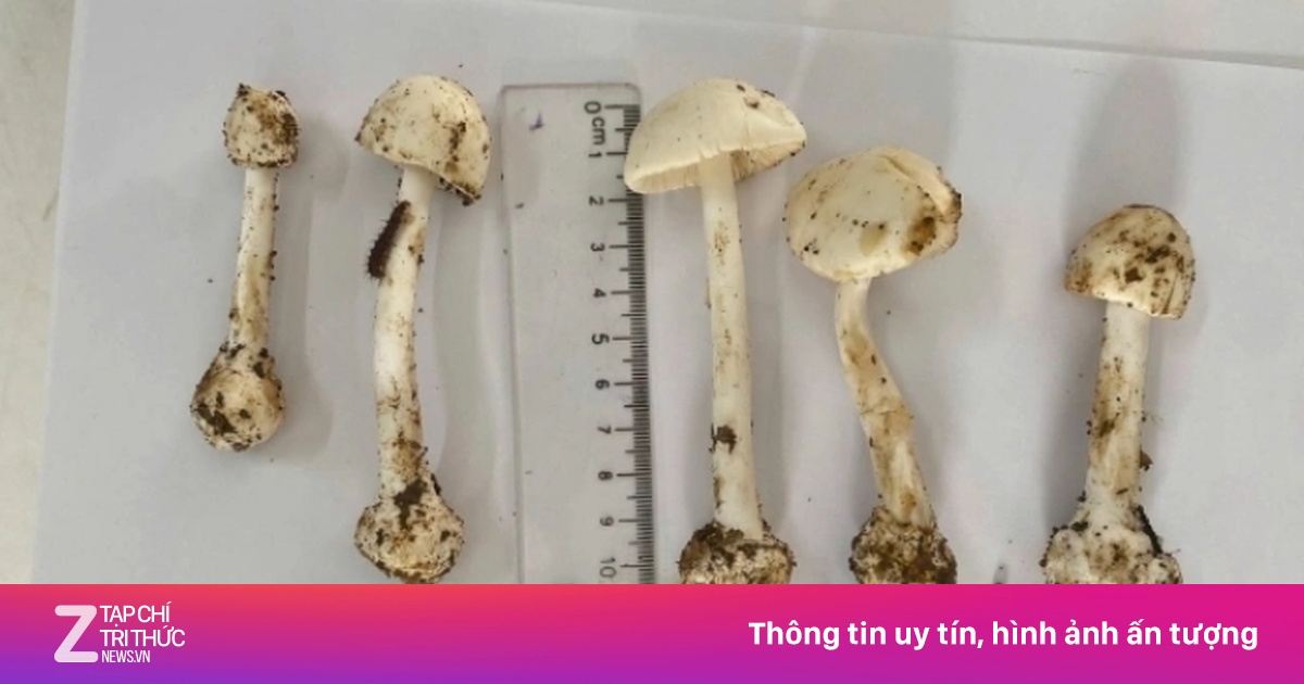 Bộ Y tế chỉ đạo khẩn sau các vụ ngộ độc nấm rừng và ve sầu