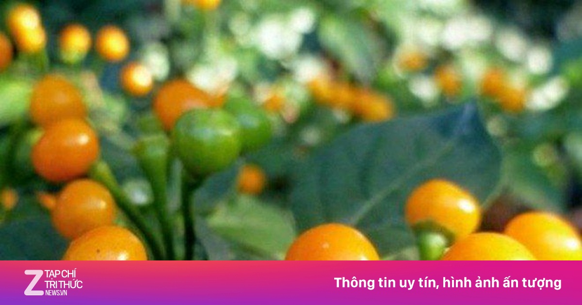 Ớt 'đắt nhất thế giới' thành cây cảnh ở Việt Nam - Tiêu dùng - ZNEWS.VN