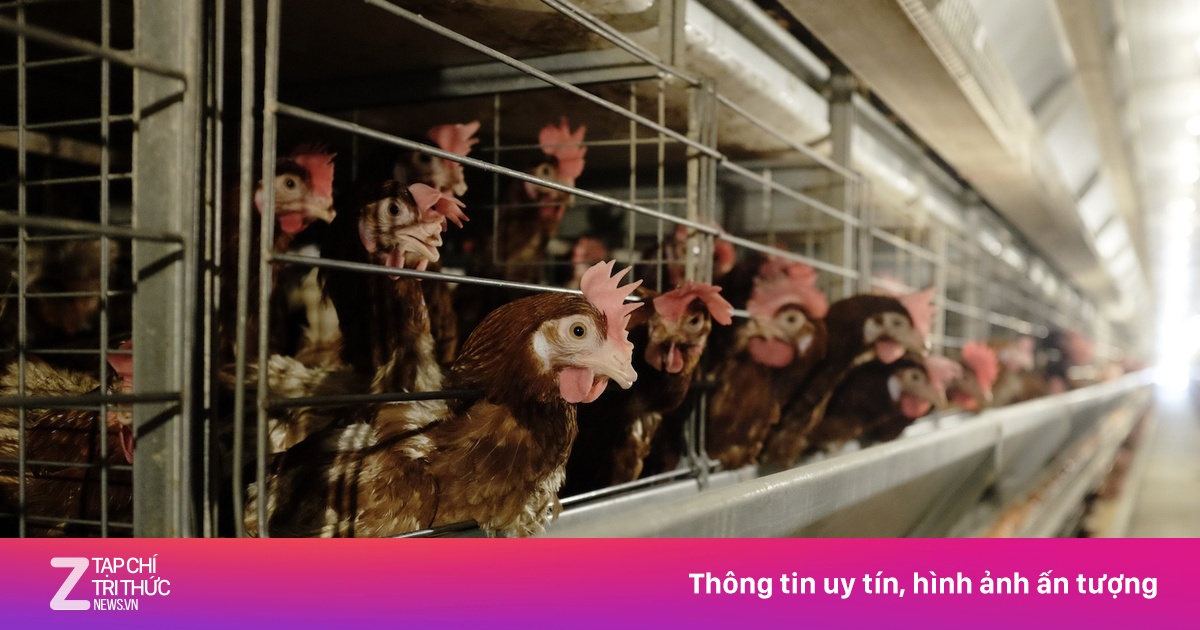 Đại gia chăn nuôi thắng lớn, tăng tốc chiếm thị trường 33 tỷ USD