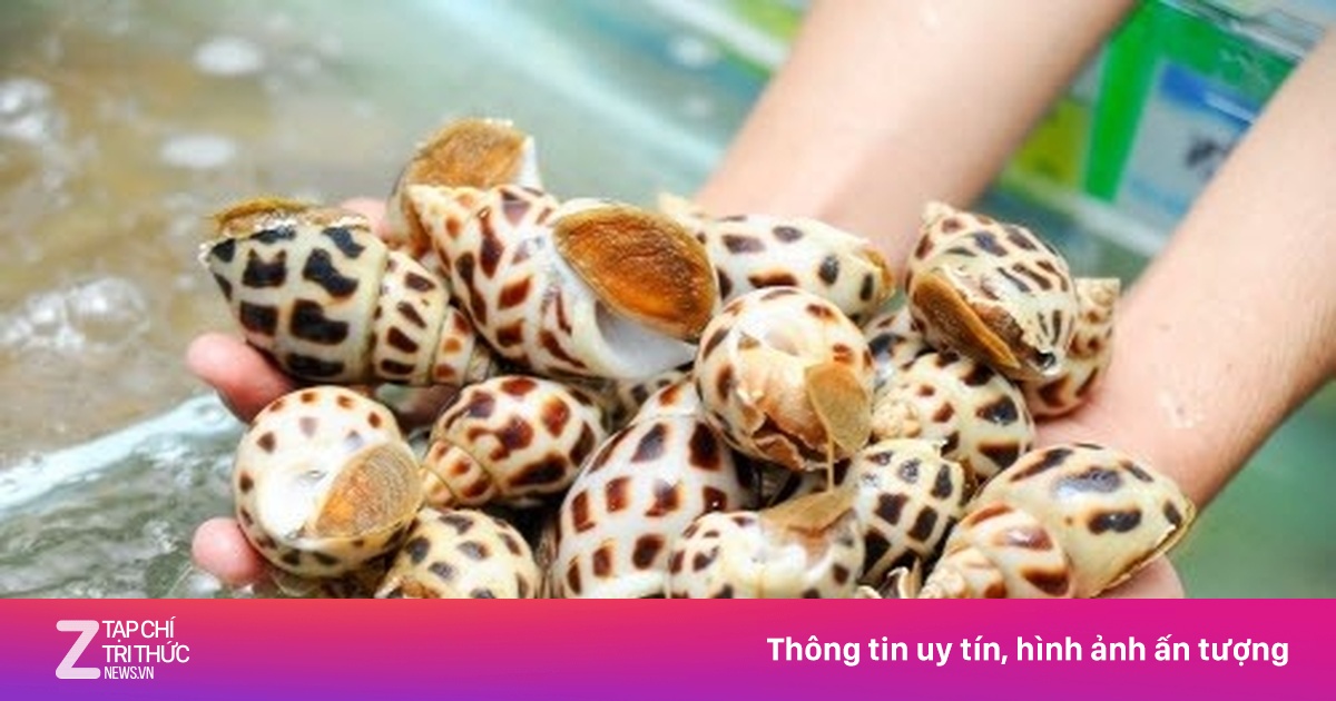Trung Quốc bất ngờ tăng mạnh nhập khẩu ốc từ Việt Nam