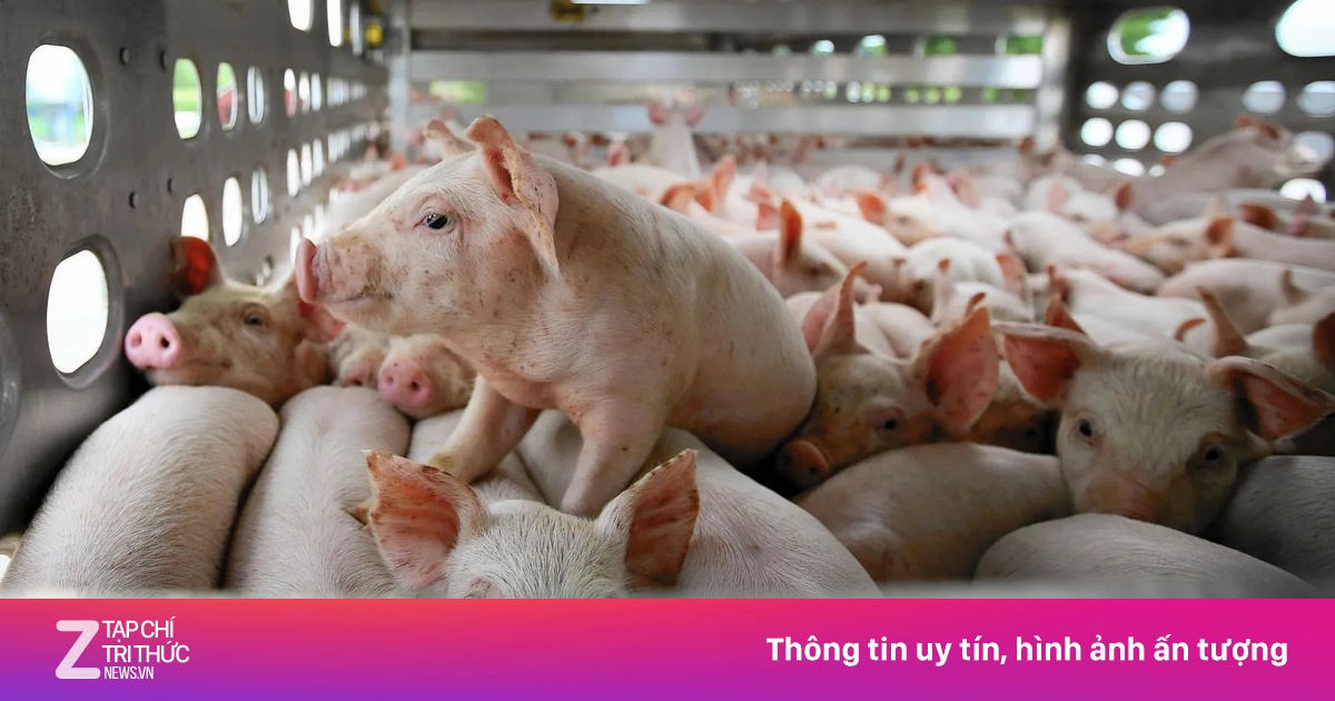Nước ngoài mua gom cổ phiếu thịt heo