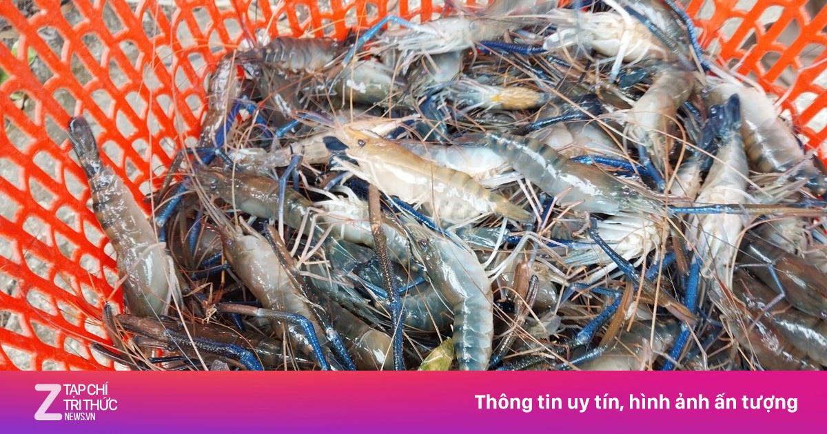 Người Trung Quốc chi cả tỷ USD đưa tôm Việt Nam lên bàn ăn