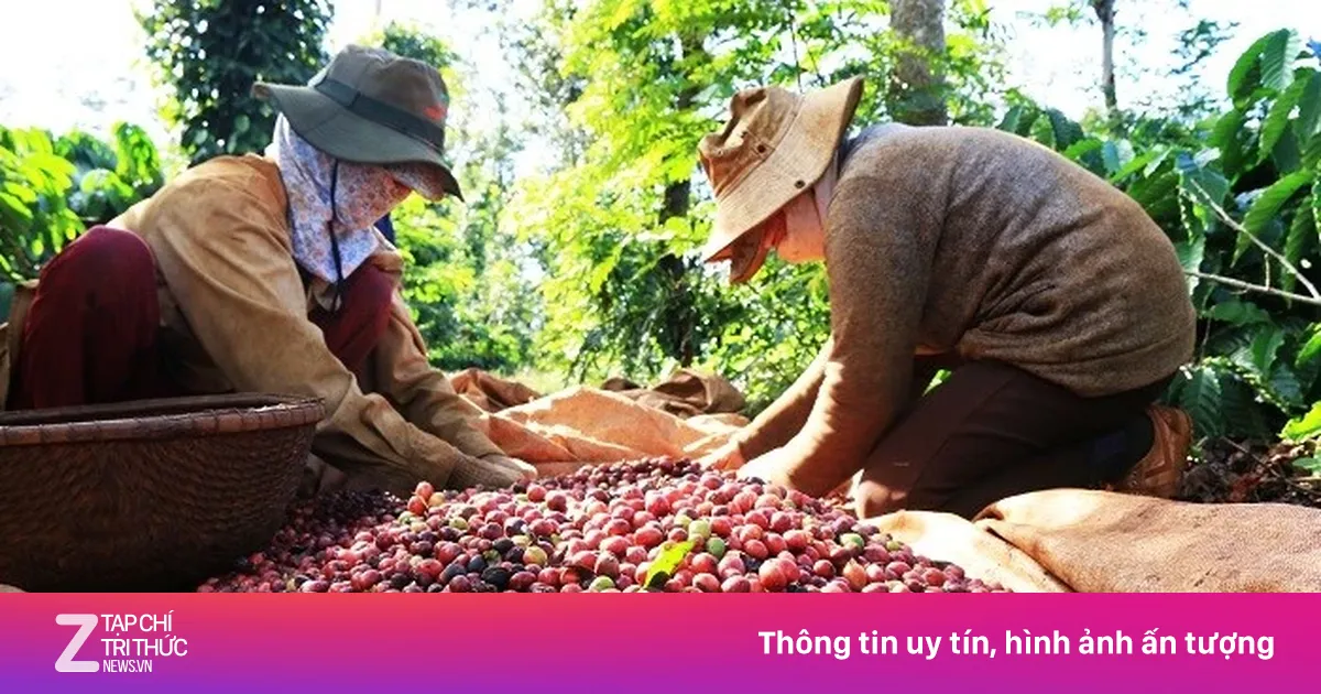 Giá cà phê tăng cao, mỗi ngày Việt Nam thu gần 29 triệu USD