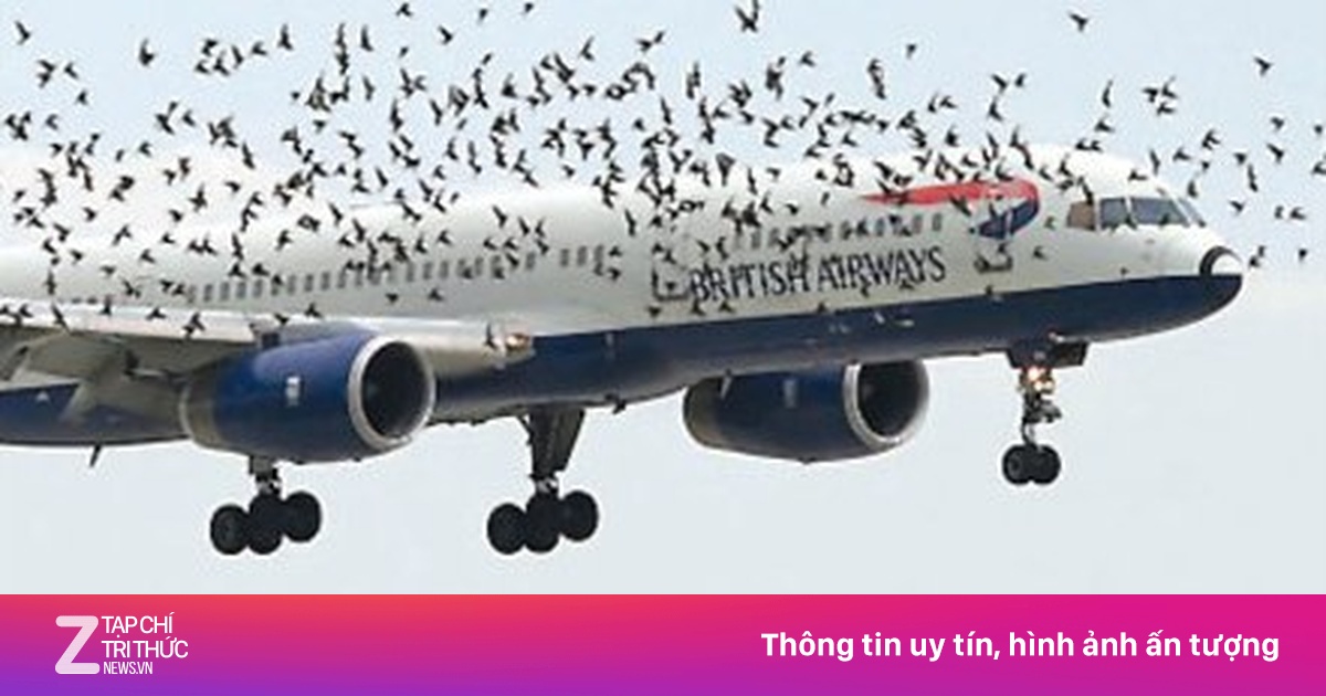 Chim đâm vào động cơ có thể khiến máy bay ngừng hoạt động - Xã hội ...