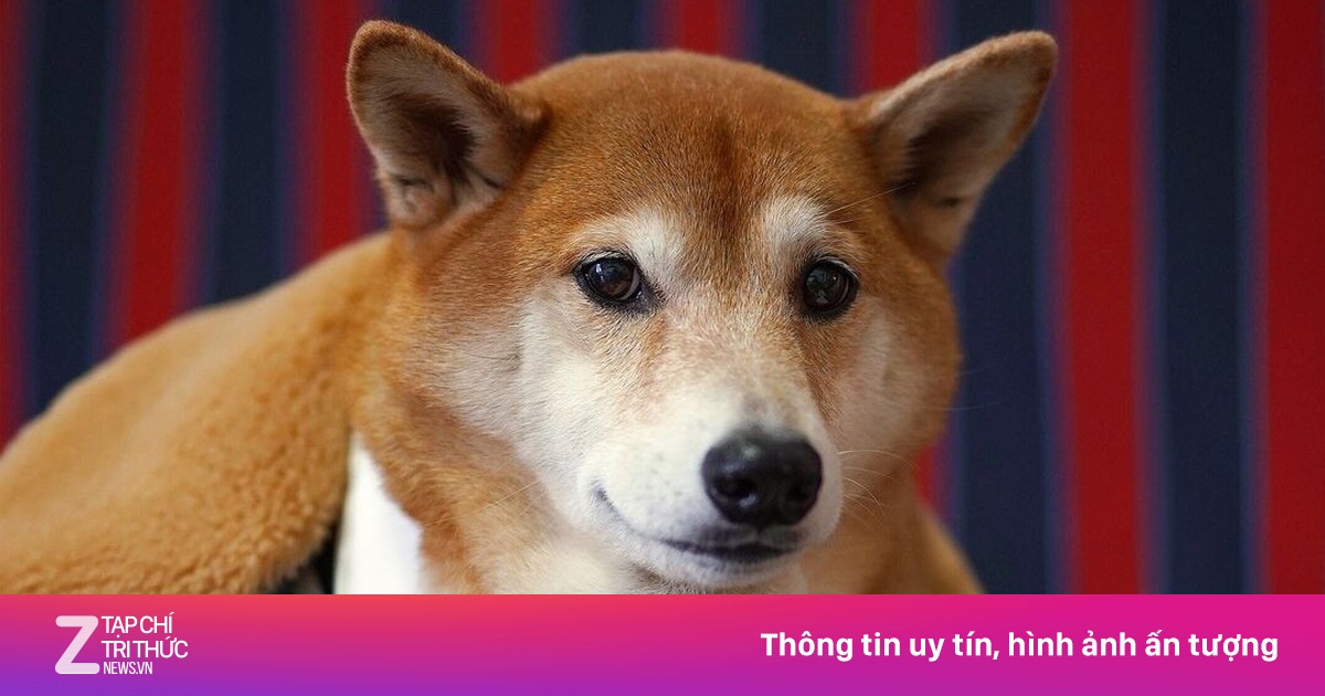 Chú chó có 'nụ cười triệu USD' qua đời - Lifestyle - ZNEWS.VN
