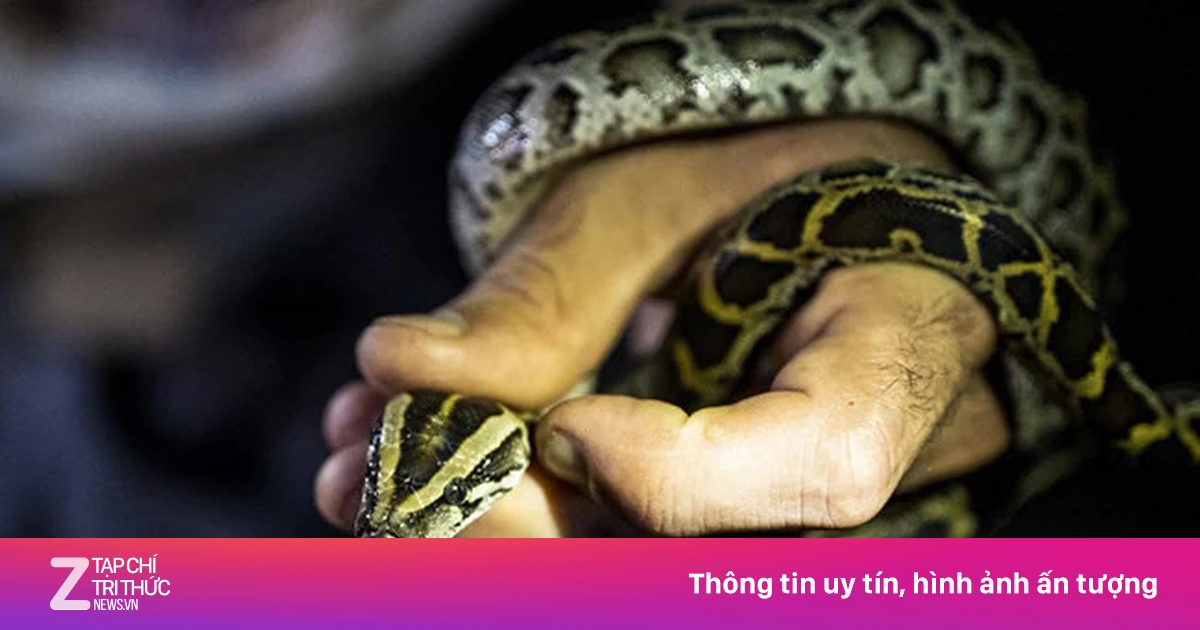 Giấu 60 con rắn, thằn lằn trong quần khi vượt biên vào Mỹ - Thế giới ...
