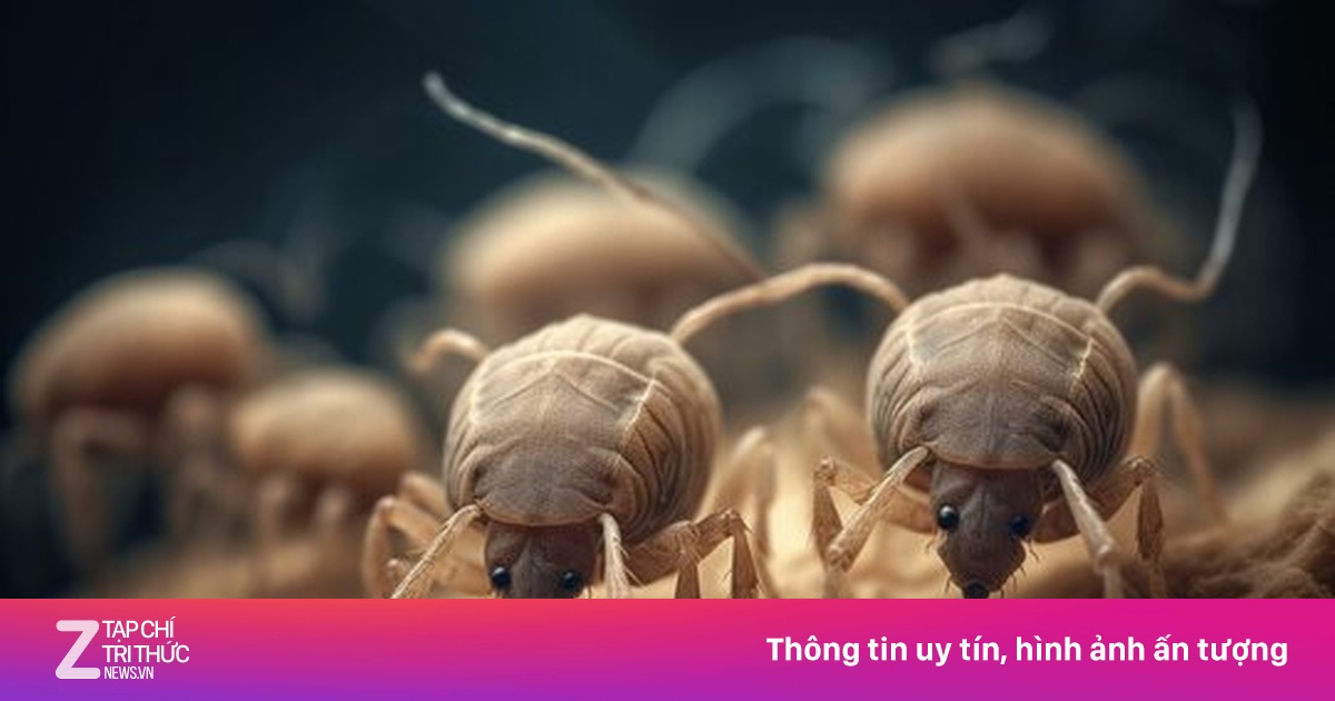 Luôn ngứa râm ran, có thể phòng đã chứa đầy con mạt bụi