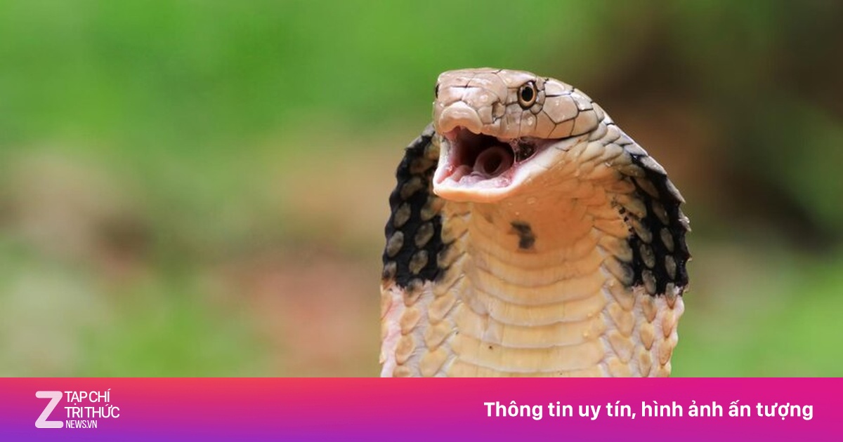 Cuộc chiến toàn cầu chống lại rắn độc cắn | Znews.vn