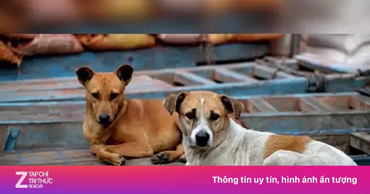 lifestyle.znews.vn