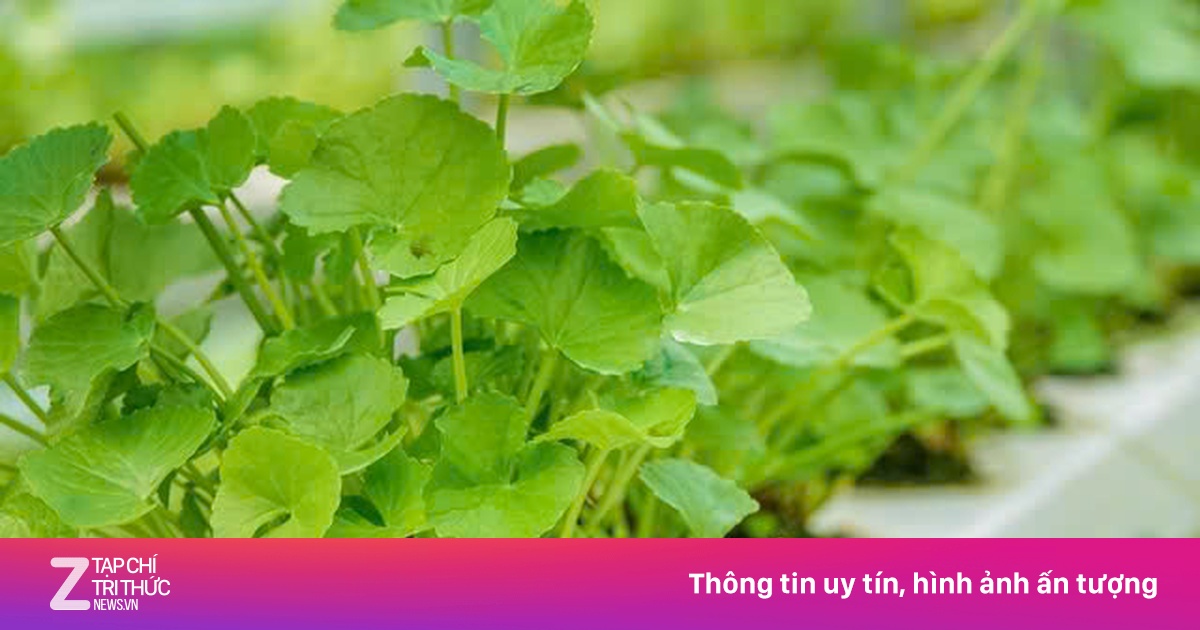 Cách sử dụng rau má làm đẹp da