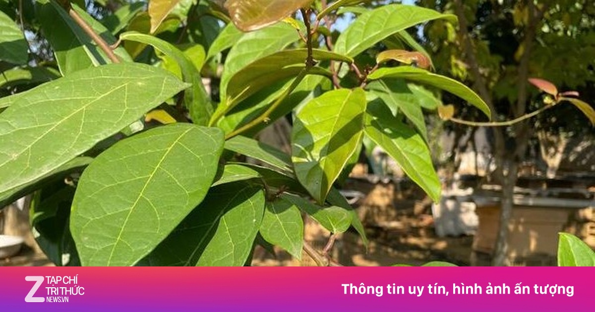 Cây xạ đen trị được bệnh gì?