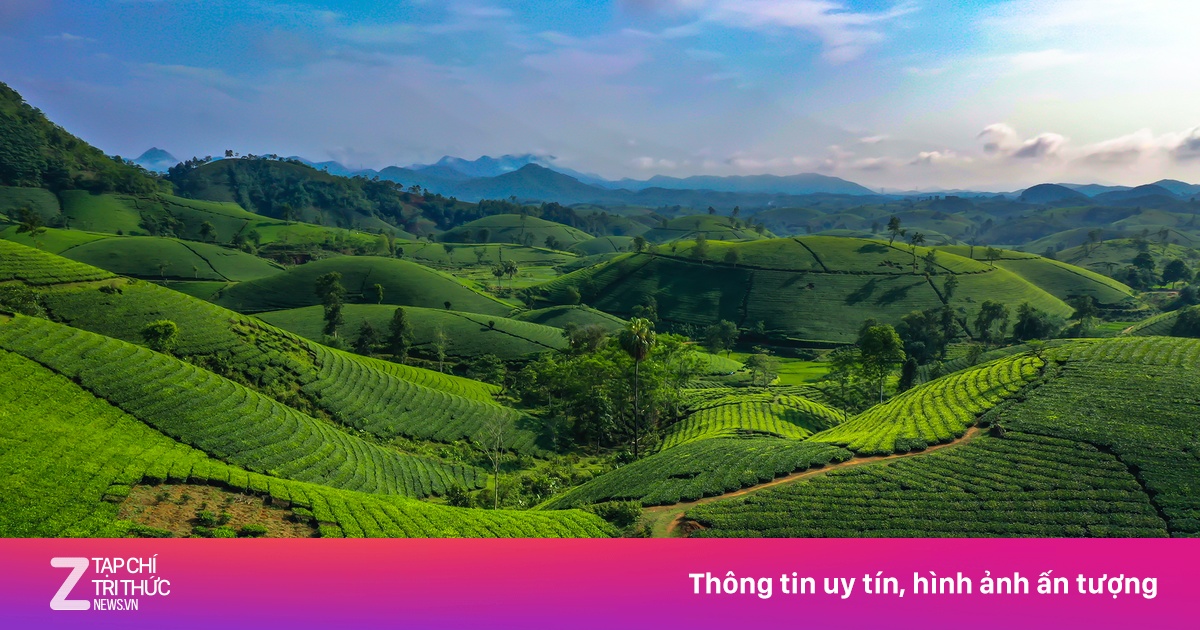 Cảnh bình minh đắt giá tại đồi chè đang 'hot' nhất Phú Thọ