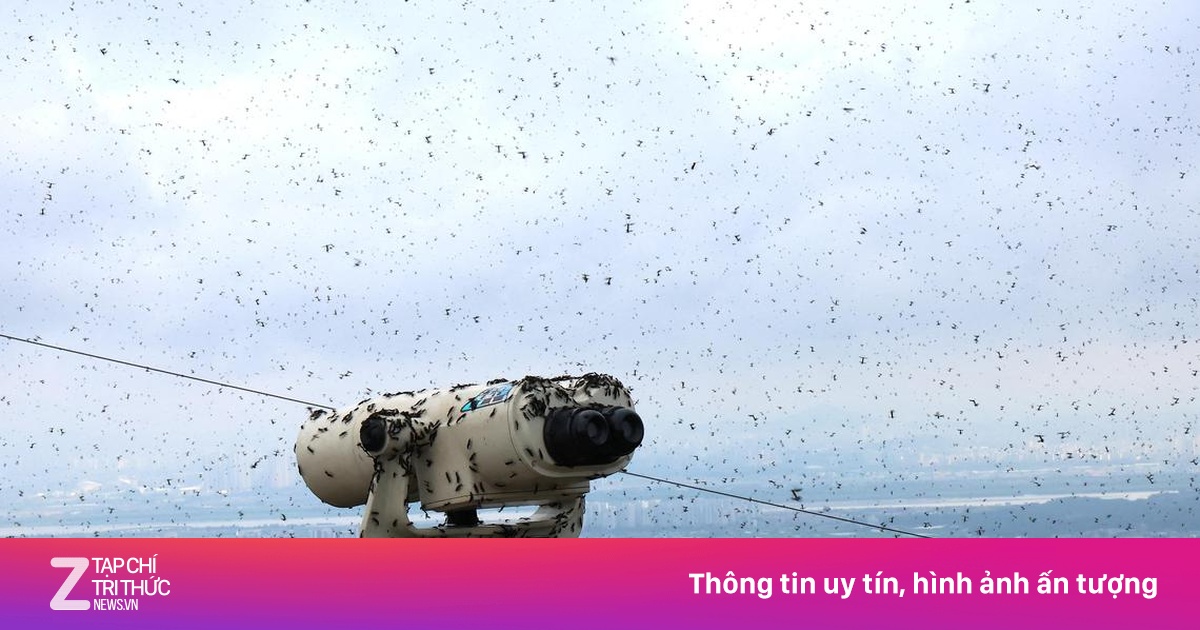 Hàn Quốc loay hoay xử lý 'bọ tình yêu'