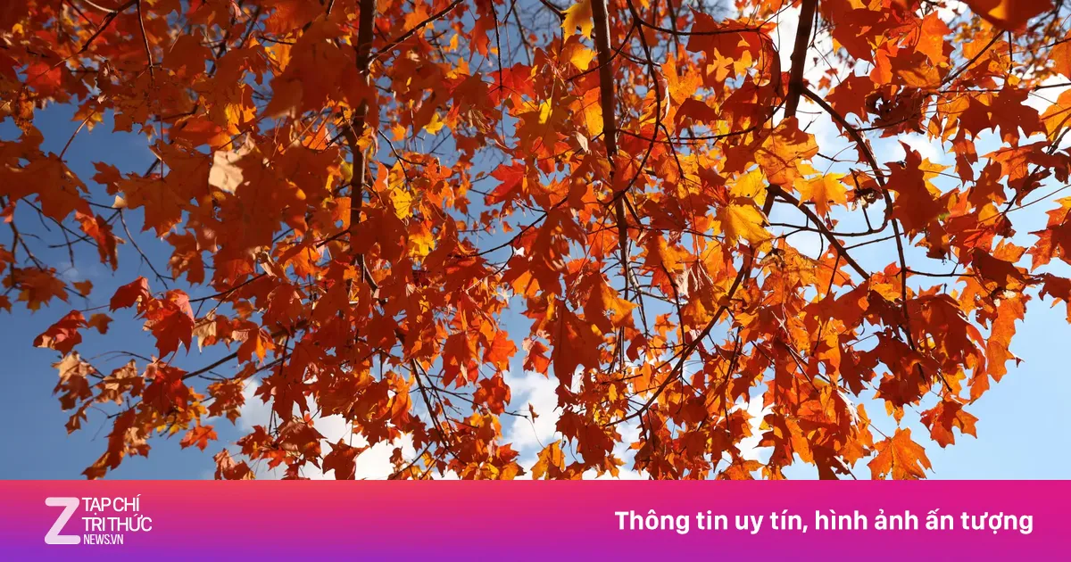 Ông Trump: Đảng Dân chủ chơi cảm tử trong việc chính phủ đóng cửa