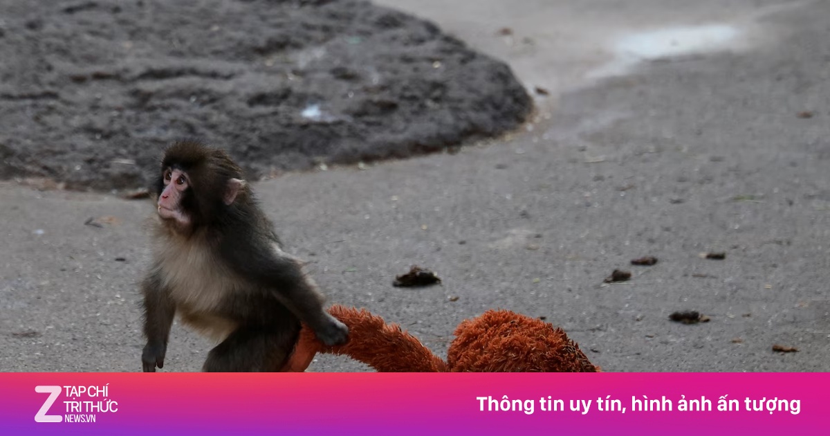 Khỉ con 'cô đơn' Punch ở Nhật Bản gây sốt toàn cầu nhờ tình bạn với gấu bông