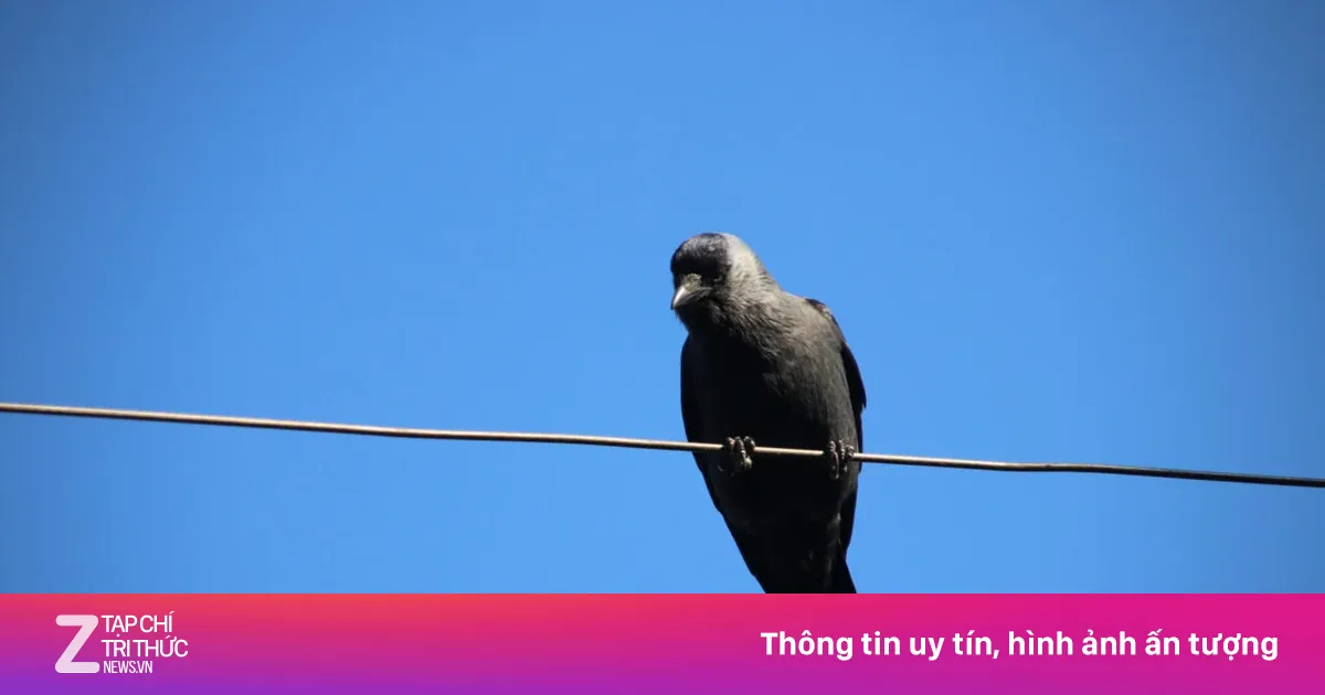 Khoa học chỉ ra những chiếc xe dễ dính phân chim nhất