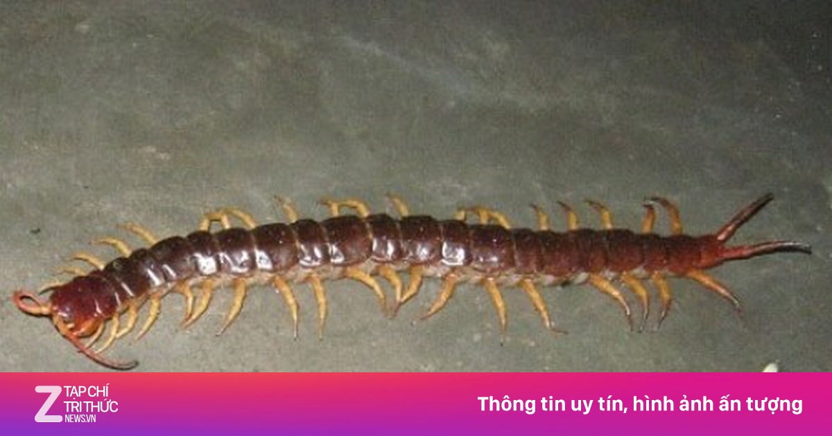 Vị thuốc hay từ rết | Znews.vn