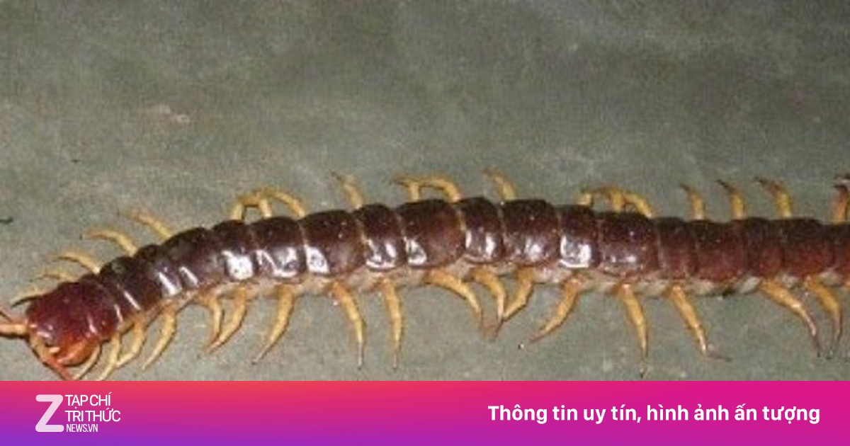 Vị thuốc từ con rết - Sức khỏe - ZNEWS.VN