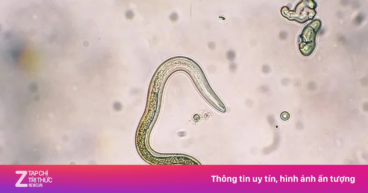 Dấu hiệu cảnh báo bị nhiễm giun đũa chó mèo