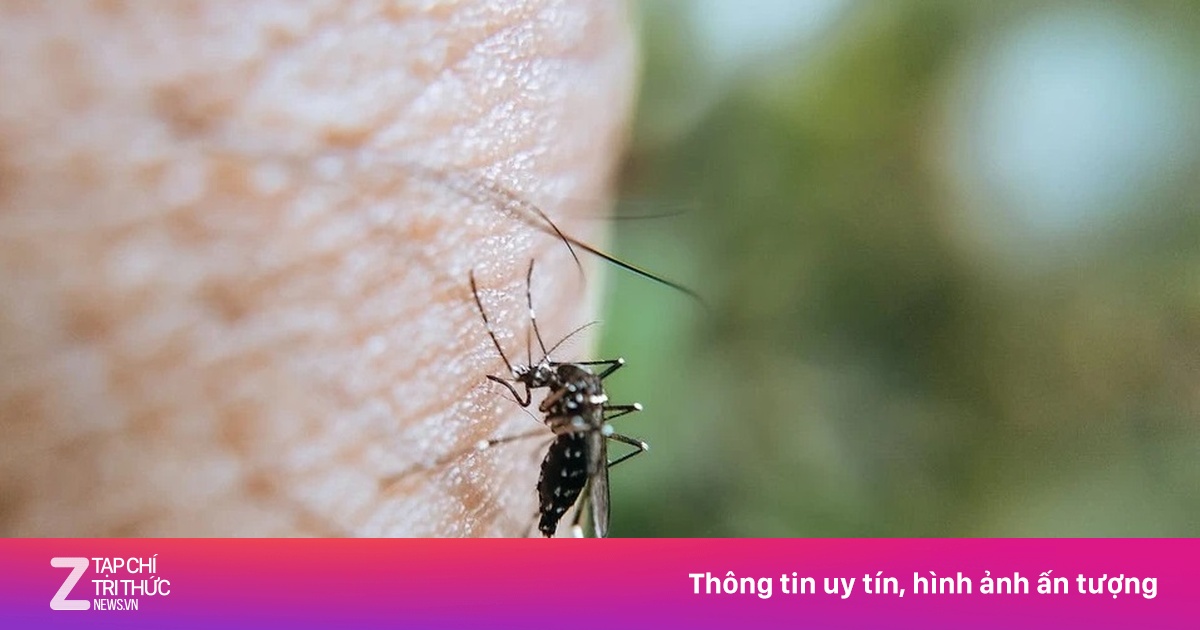 Nhận diện loài muỗi gây bệnh sốt xuất huyết