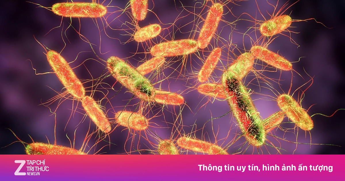 Những triệu chứng cảnh báo nhiễm khuẩn Salmonella