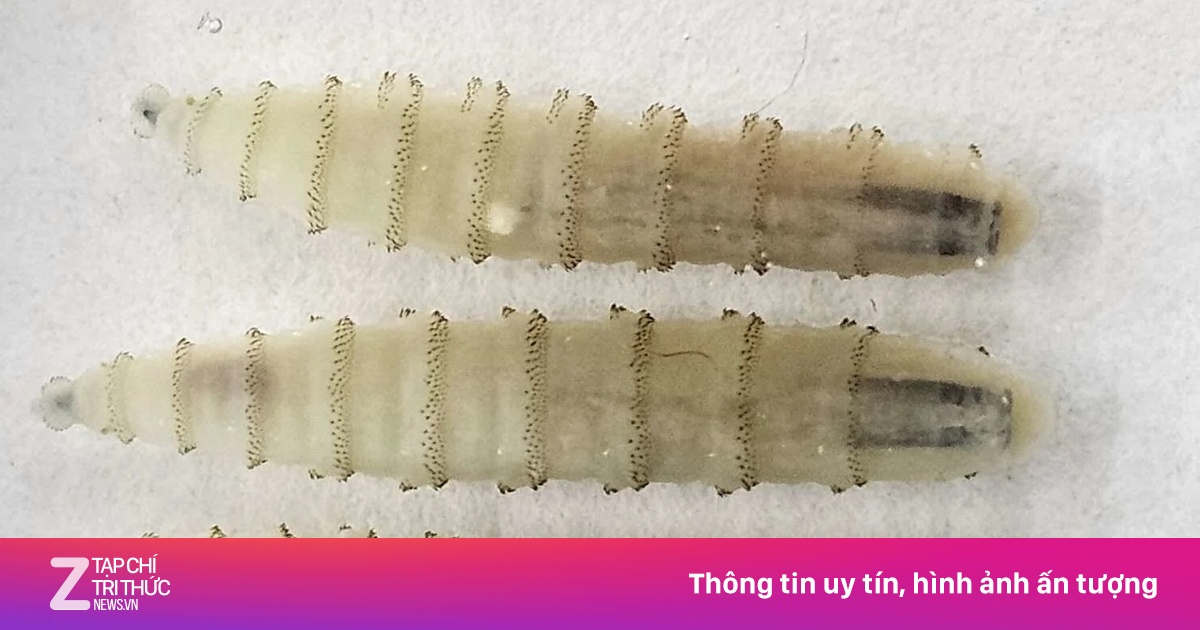 Loài giòi đinh vít Tân thế giới tái xuất