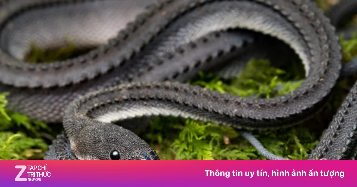 Loài rắn kỳ lạ chỉ thấy ở Đông Nam Á, có vảy cứng như rồng | Znews.vn