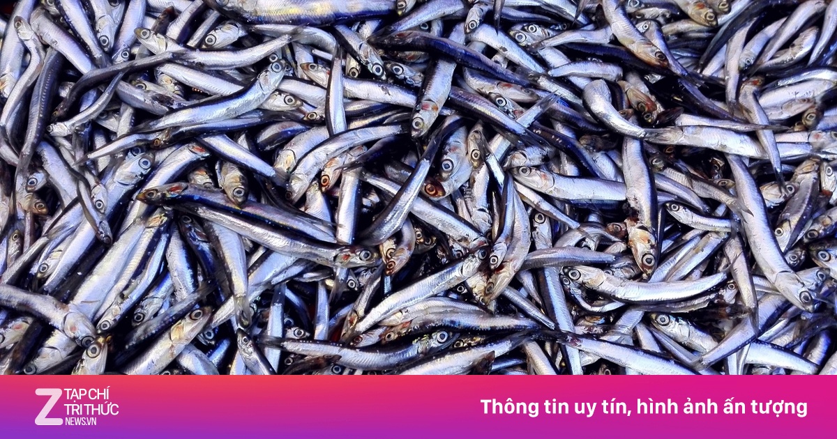 6 loại cá bổ dưỡng nên có trong bữa ăn hàng ngày