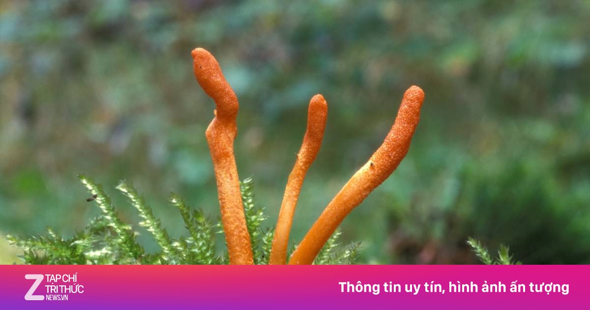 Nhà khoa học Việt nuôi đông trùng hạ thảo giàu hoạt chất trên sâu chít