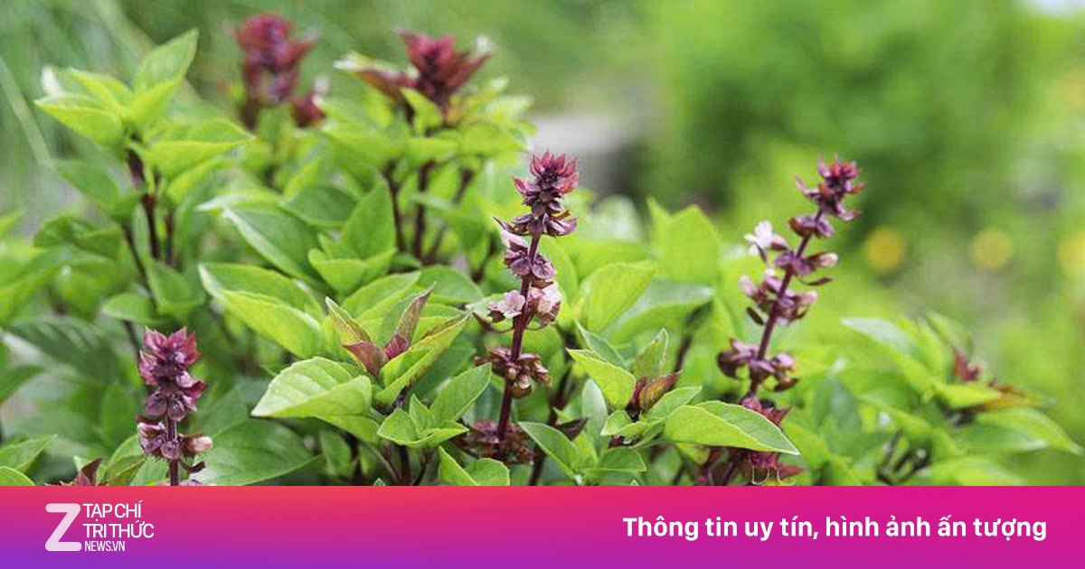 Công dụng gây bất ngờ của rau húng quế