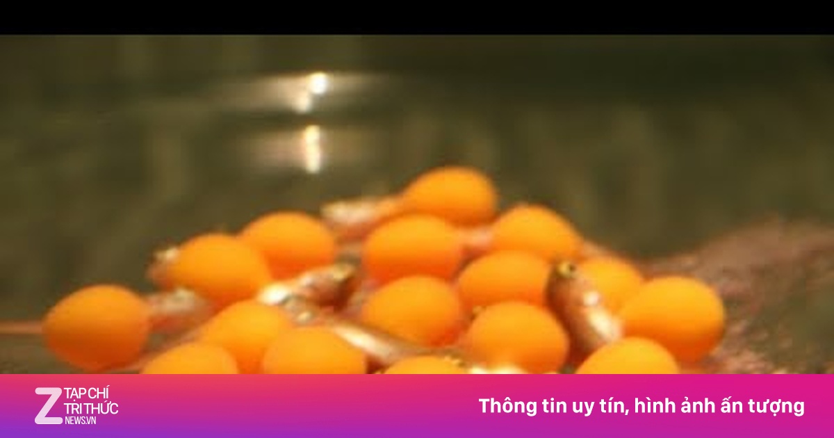 13 Người Thanh Hóa Ngộ Độc Sau Khi Ăn Trứng Cá Rồng, Bộ Y Tế Khẩn Trương Điều Tra