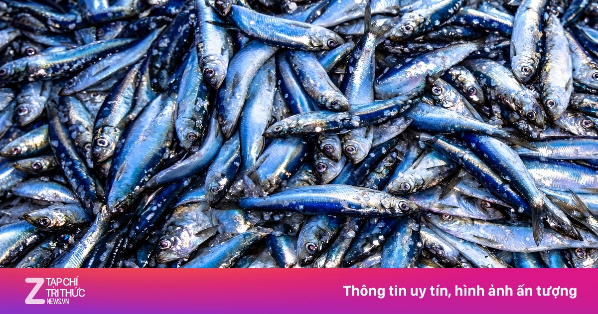 4 loại cá là 'kho Omega-3' nên thêm vào bữa cơm hàng ngày