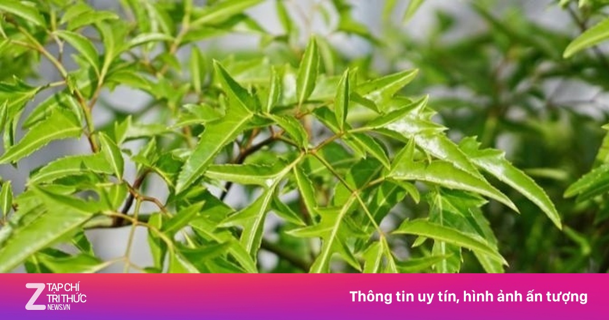 'Cây thuốc đại bổ' nhưng người Việt chỉ trồng làm cảnh