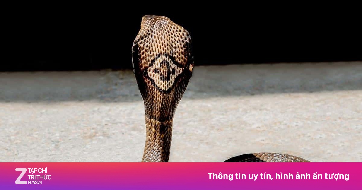 Nọc độc của con rắn hổ mang đất trên tay người đàn ông Đà Nẵng