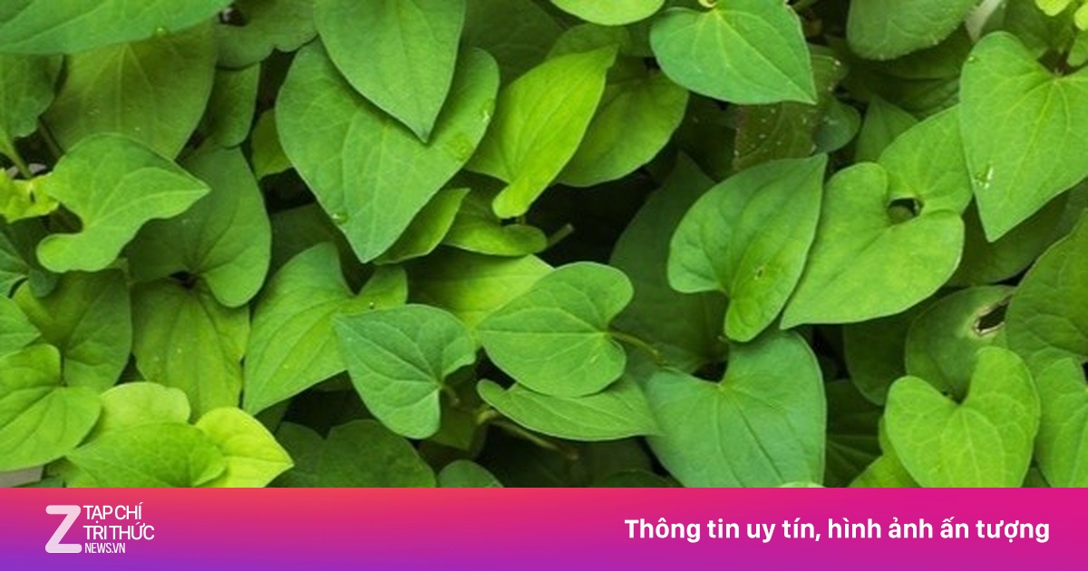 Loại rau phải 'bịt mũi' khi ăn nhưng hỗ trợ thải độc gan cực tốt