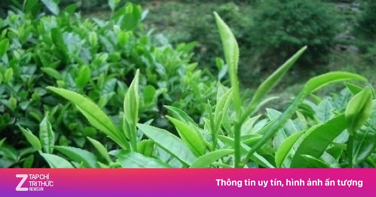 Trà Xanh - 'Thần Dược' Từ Vườn Quê Việt: Lợi Ích Sức Khỏe Toàn Diện