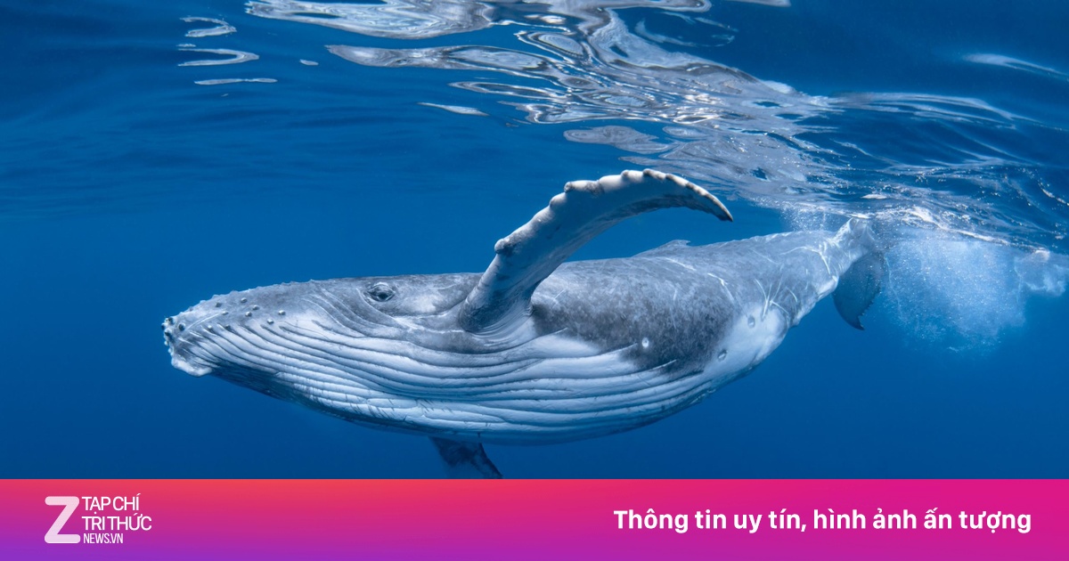 Loài động vật to lớn nhất hành tinh