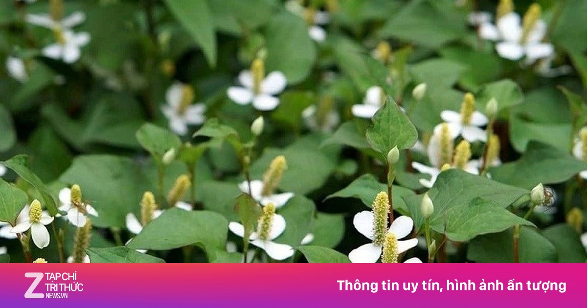 Cây thuốc bổ gan và thận tự nhiên, mọc dại đầy vườn