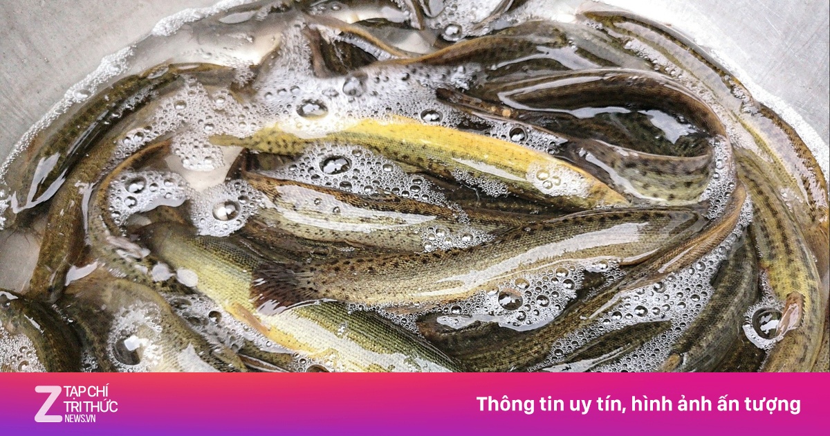 Cá Chạch - 'Nhân Sâm Nước' Giàu Dinh Dưỡng, Lợi Ích Tuyệt Vời Cho Mọi Nhà