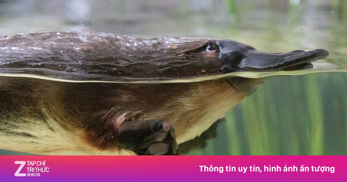 Loài động vật vô lý nhất hành tinh