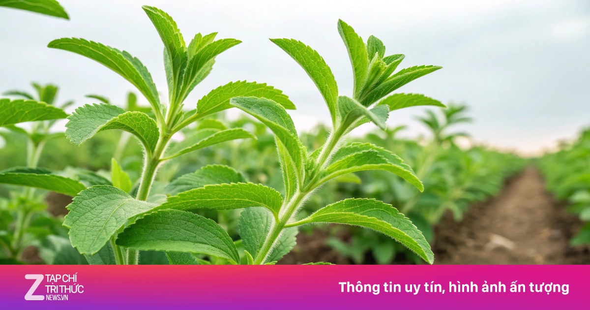 Cây thuốc Việt ngọt như đường, siêu lành mạnh lại bổ ngang nhân sâm
