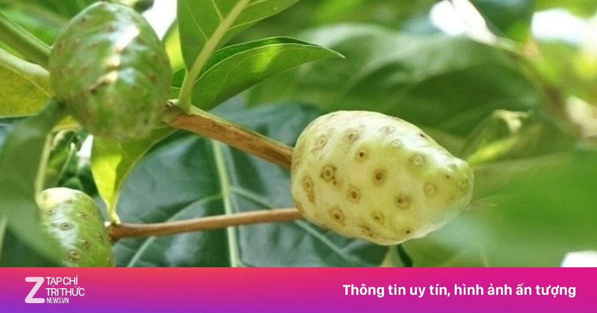 Lá nhàu chữa được bệnh gì?