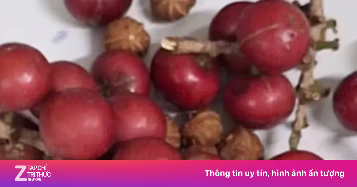 Hơn 200 trẻ ở Lai Châu nhập viện vì loại quả giống cherry