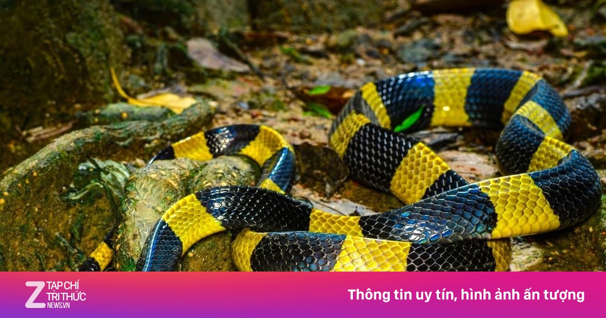 Bị rắn cạp nong cắn ở trường, bé 14 tuổi suýt không qua khỏi
