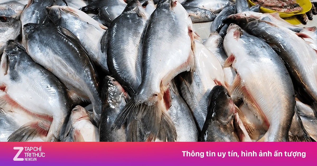 Việt Nam có loài cá ít xương, được ví như 'mỏ vàng' protein
