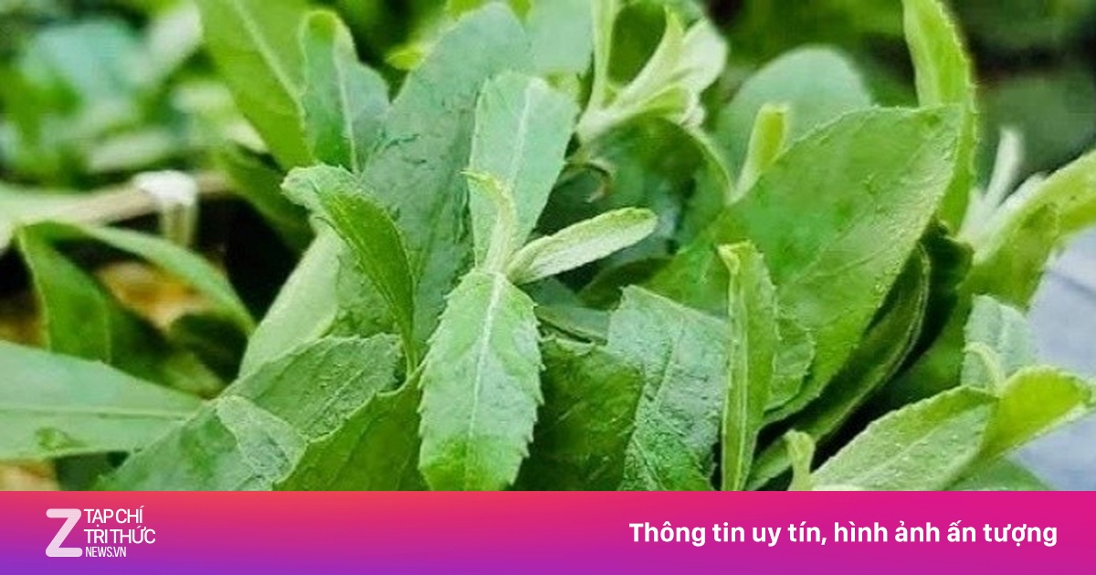 Cây thuốc dân gian giúp ngừa ung thư, có người trồng làm cảnh