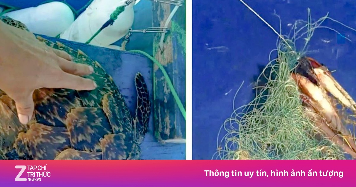 Cứu hộ rùa biển quý hiếm ở Bình Định | Znews.vn