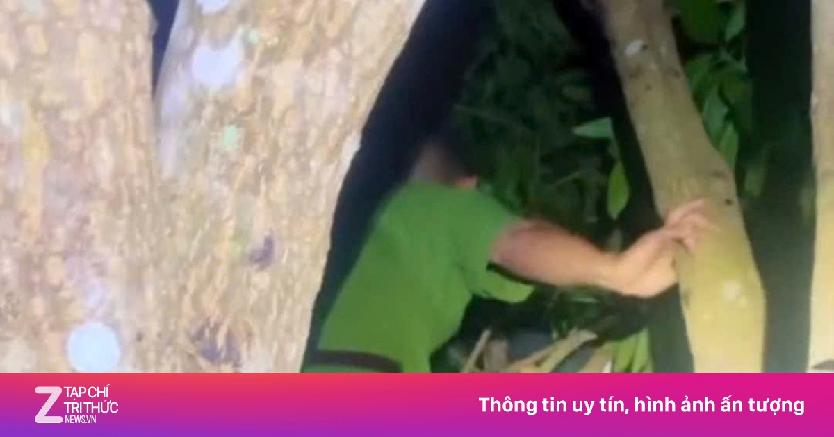 Công an giải cứu bé trai ngủ quên trên ngọn xoài cao 6 mét